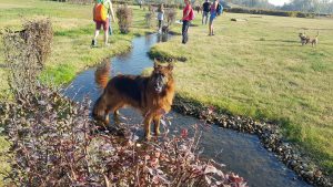 Egy németjuhász kutya épp a Magyarkert egyik folyójában állva játszik